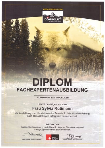 hunde-training